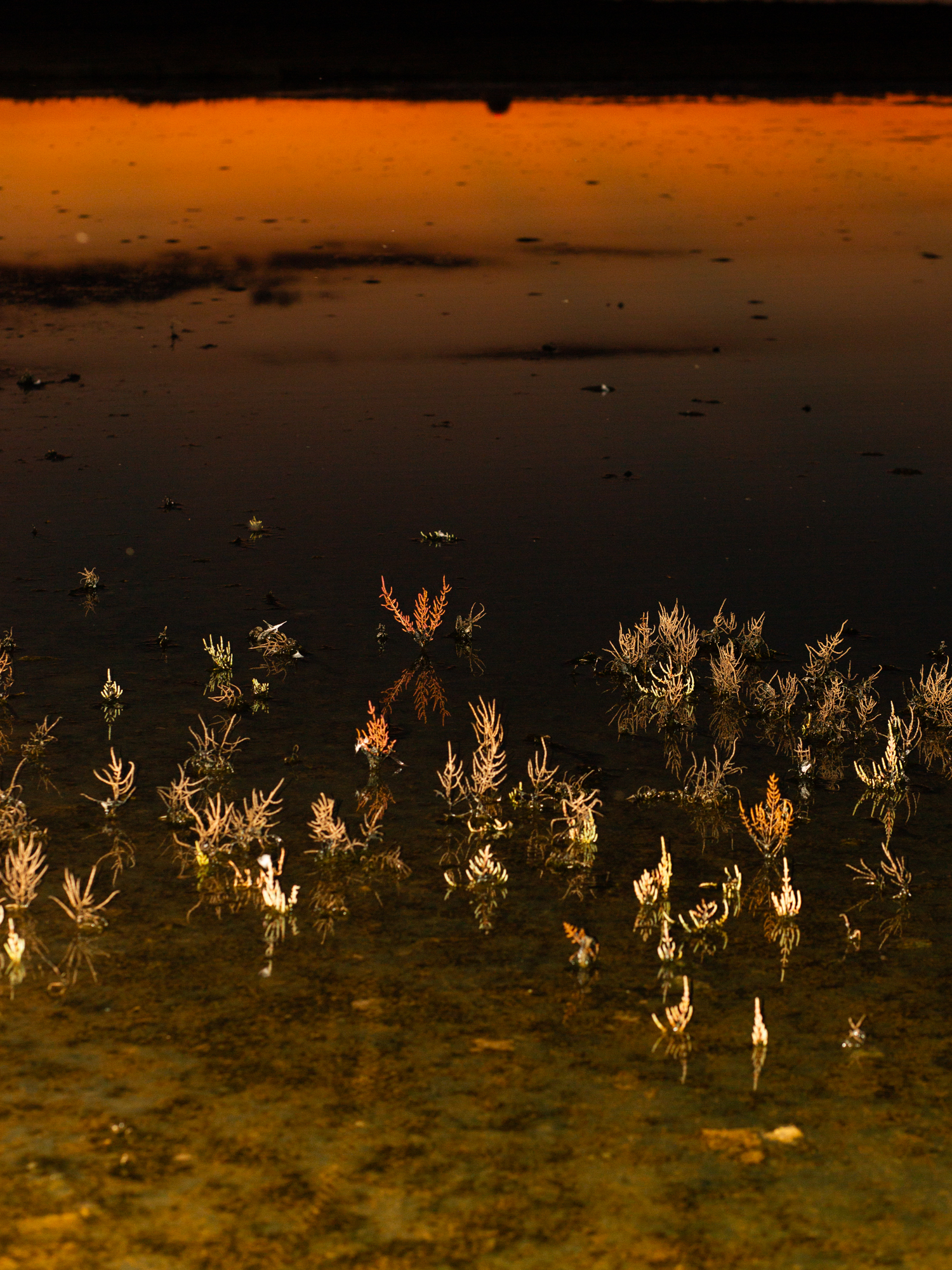 Salicornia in fiore nella zona del punto osservazione avifauna nel pressi della Torre Vecchia, Marceddì, Oristano, Valeria Cherchi, 2024