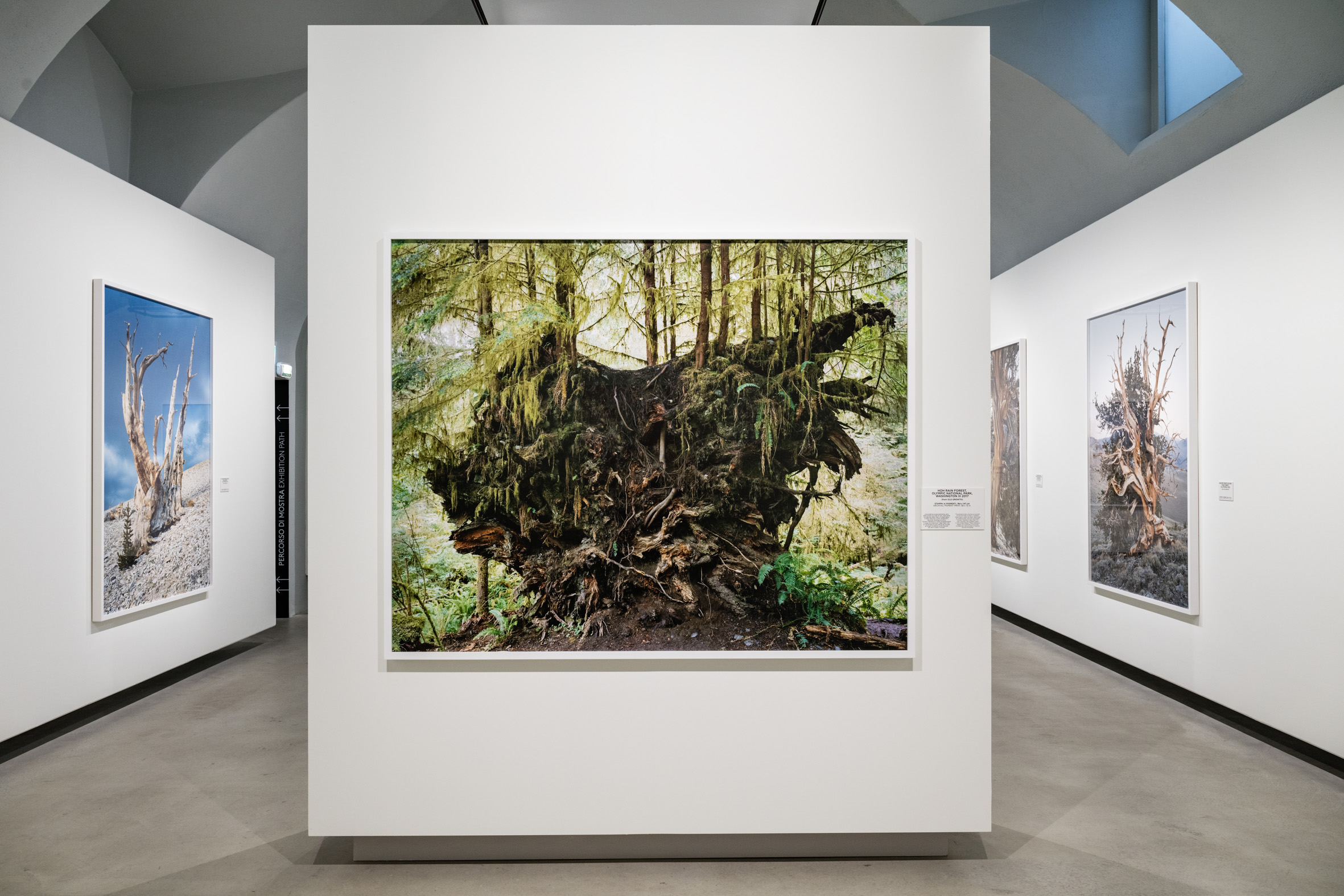 "Mitch Epstein - American nature" foto allestimento mostra a Torino