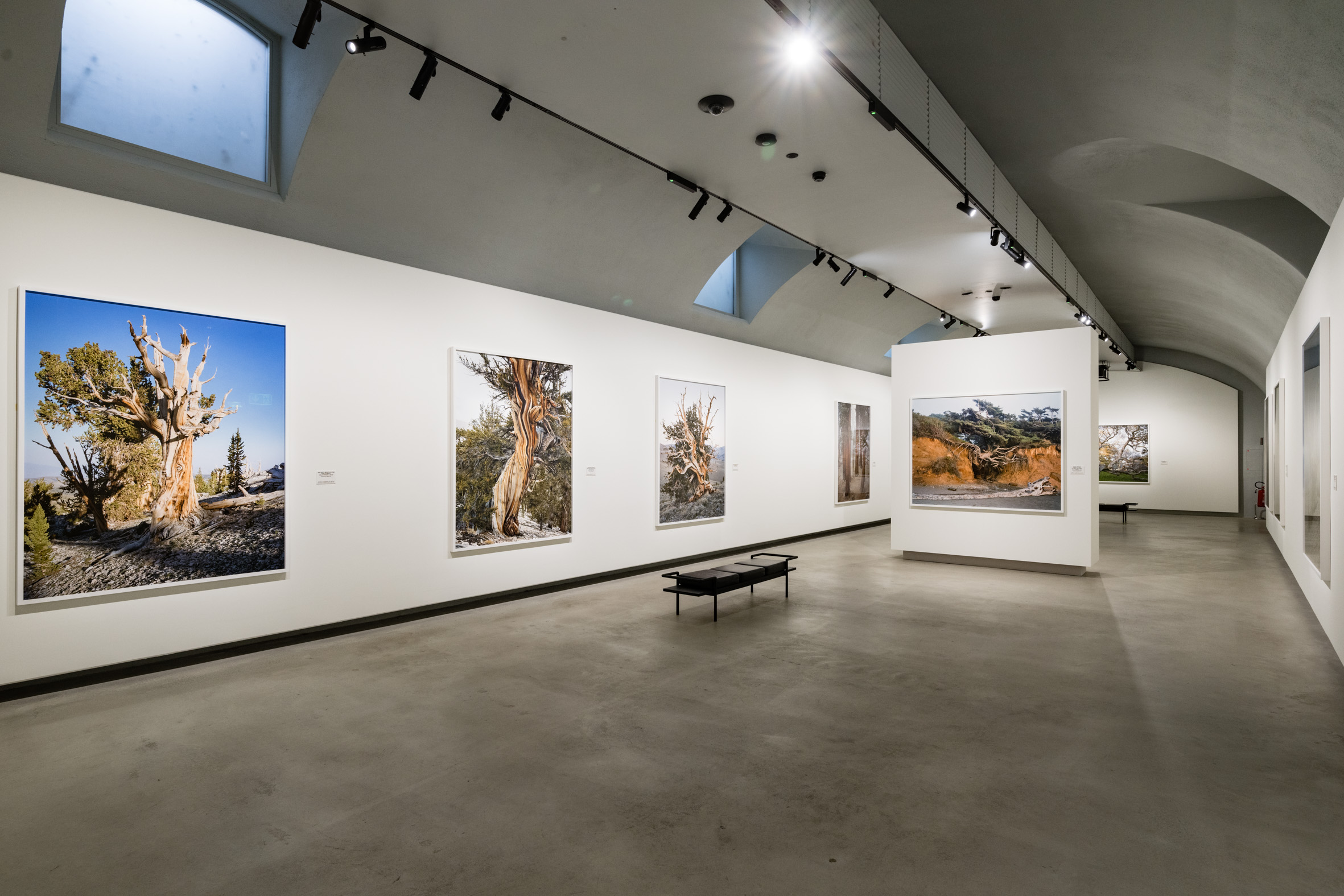 "Mitch Epstein - American nature" foto allestimento mostra a Torino