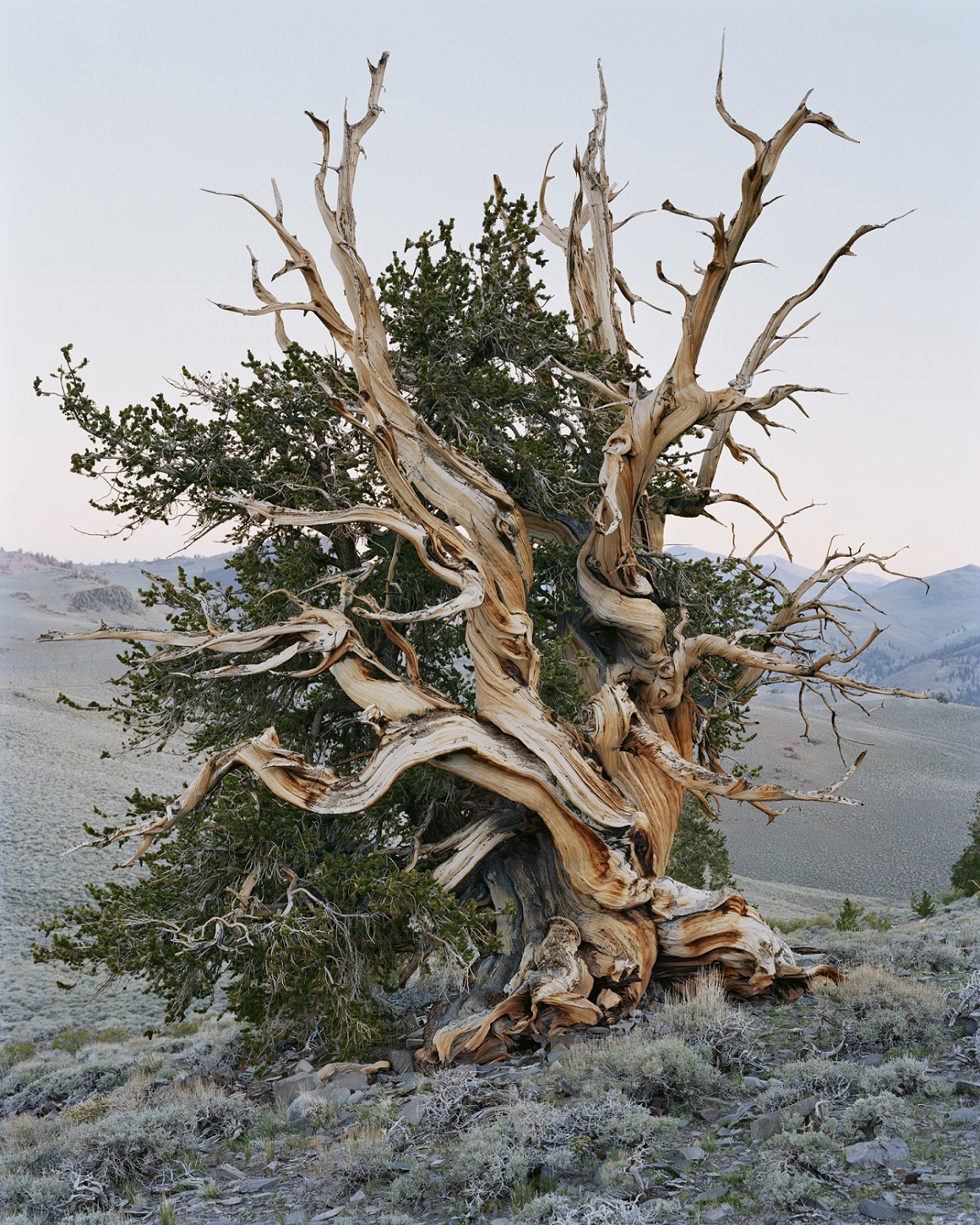 Mitch Epstein foto - Ancient Bristlecone Pine Forest, California 2022