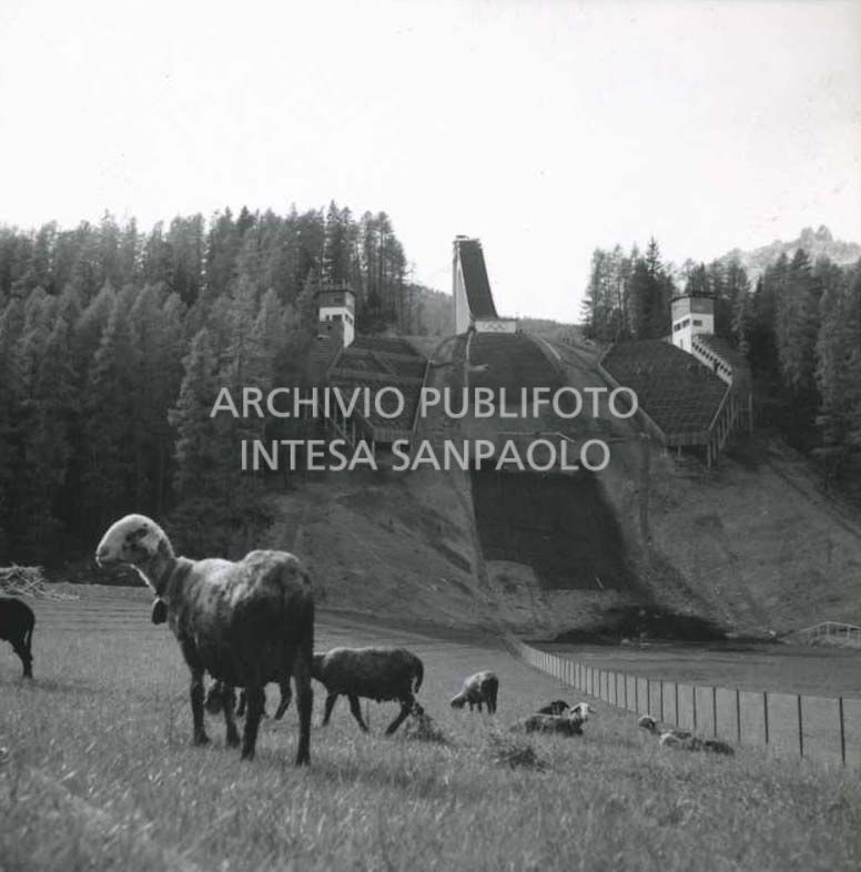 Pecore al pascolo nei prati a ridosso del cantiere di costruzione del Trampolino Italia