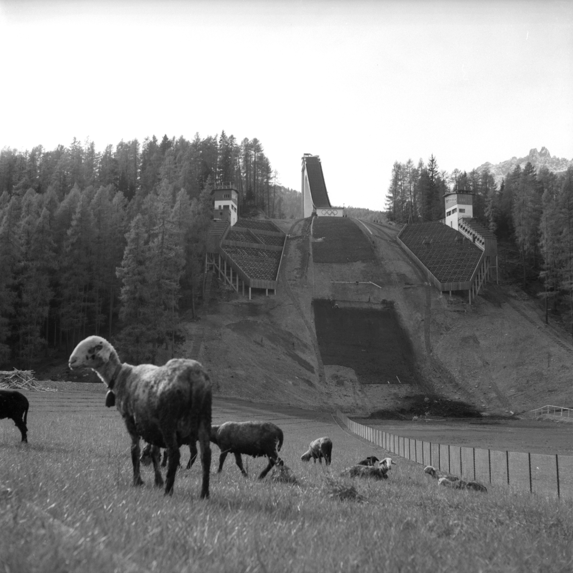Pecore al pascolo nei prati a ridosso del cantiere di costruzione del Trampolino Italia, ottobre 1955  Fotografia di Silvano Lucca - Publifoto CSAC, Università di Parma