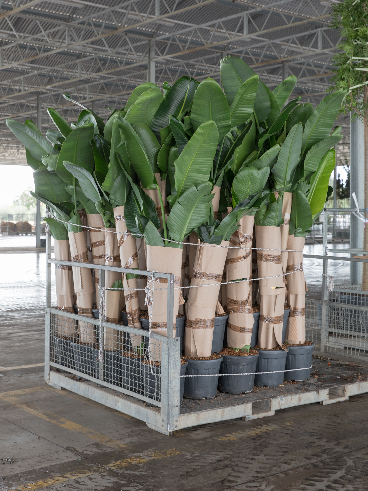 Ph. Michele Borzoni - Progetto "LA FABBRICA DEL VERDE"