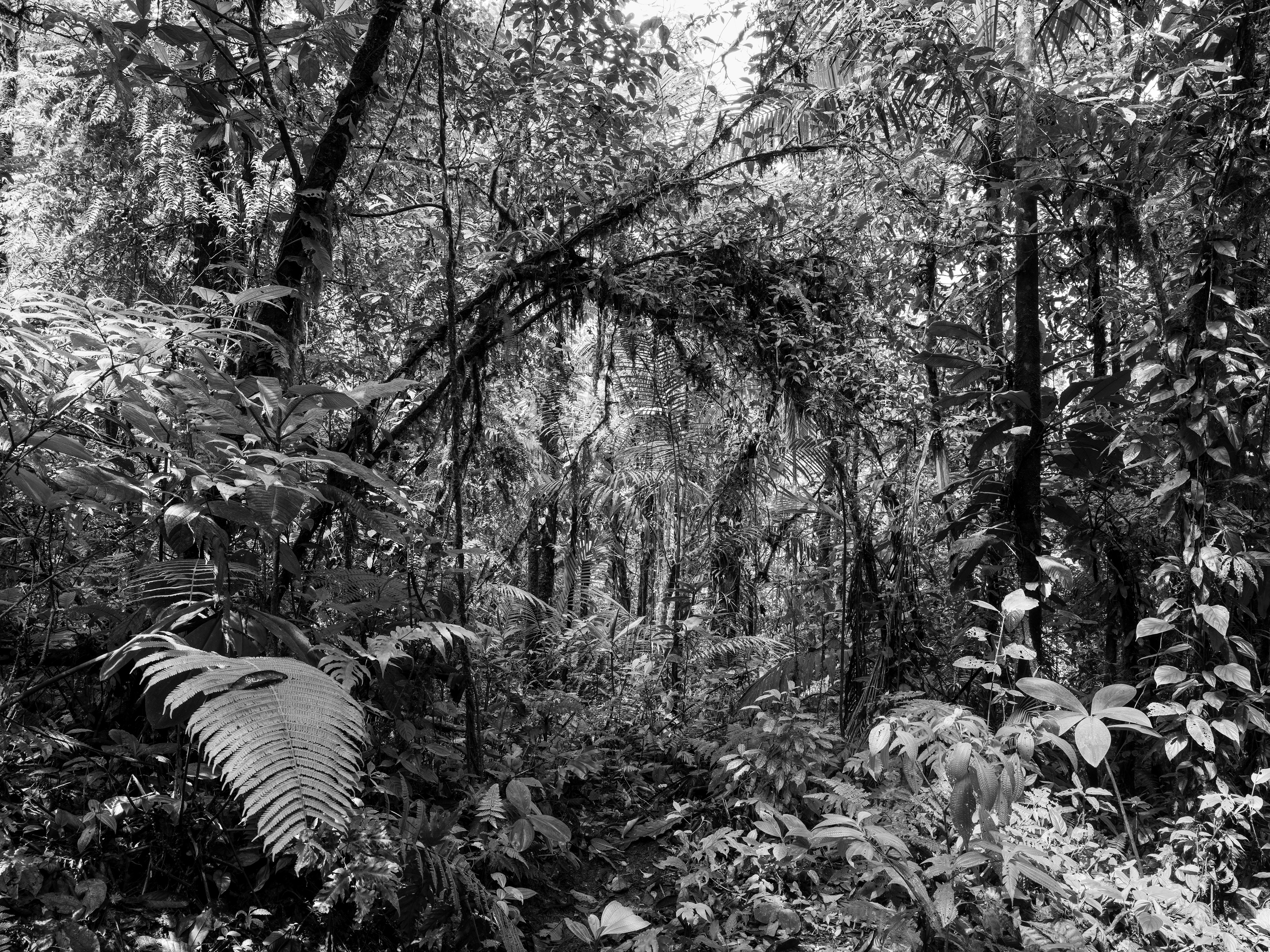 Paolo Pellegrin, Riserva della Foresta Nebulosa di Monteverde, Costa Rica