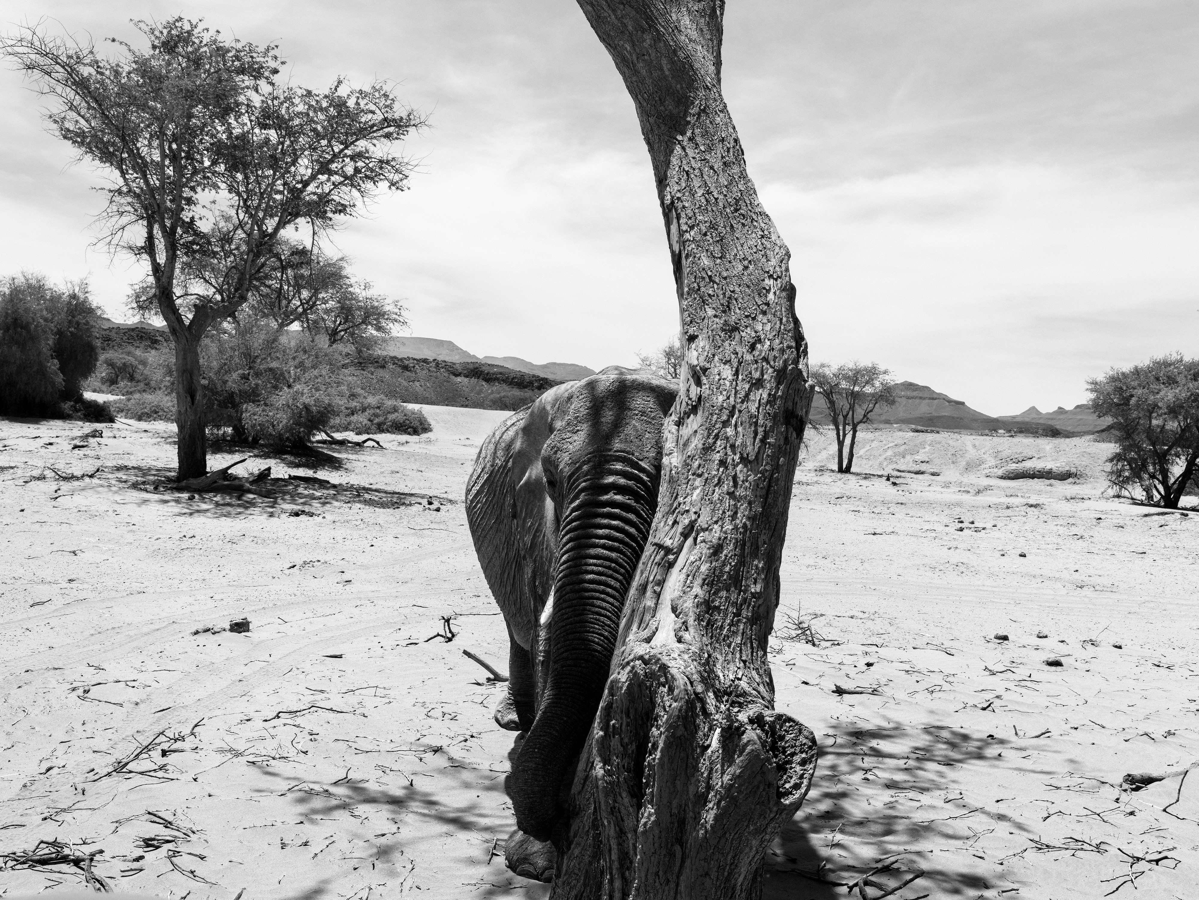 Ph Paolo Pellegrin, Parco Nazionale di Etosha, Namibia